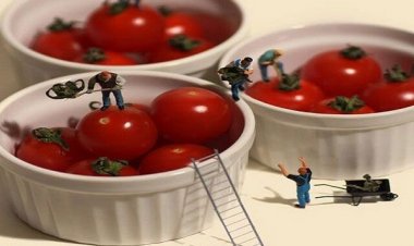 Δεσμεύτηκαν δύο τόνοι ντομάτες