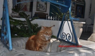 Χρηματοδότηση Δήμων για τη λειτουργία καταφυγίων αδέσποτων ζώων