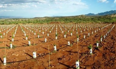 Χορήγηση αδειών για νέες φυτεύσεις οινοποιήσιμων αμπελώνων