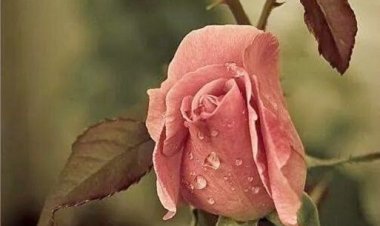 Τα τριαντάφυλλα και η πρώτη  στην ιστορία αντιρυτιδική κρέμα, η καλύτερη μέχρι σήμερα!!