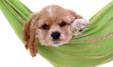 Το εξελικτικό τρικ που χρησιμοποιούν τα σκυλιά για να «χειραγωγούν» τα ανθρώπινα συναισθήματα