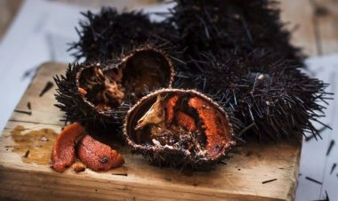 Προσοχή!! Ο αχινός θεωρείται προστατευμένο είδος!! Κίνδυνος για βαρύ πρόστιμο αν βγάλετε αχινό!!