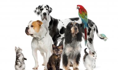 Μύκονος: Εκλογές της Φιλοζωικής στις 29 Σεπτεμβρίου 2019