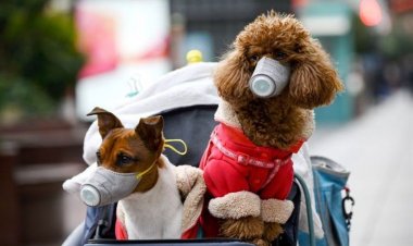 Coronavirus : Μην απολυμαίνετε τους σκύλους και τις γάτες με χλωρίνη και υδροαλκοολικά τζελ