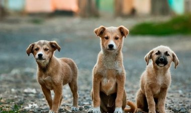 Επιχορήγηση 244 Δήμων αποκλειστικά για αγορά τροφής και φαρμάκων σε αδέσποτα!! 3000 euro στην Μύκονο!!