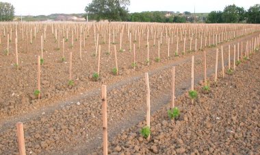 Aegean Islands : Χορήγηση αδειών για νέες φυτεύσεις οινοποιήσιμων αμπελώνων