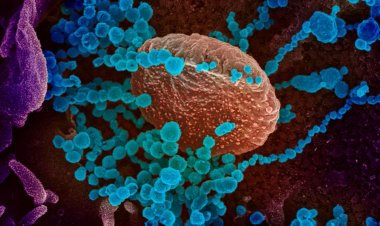 Coronavirus Disease: 510 νέα περιστατικά μόλυνσης – 391 νοσηλεύονται διασωληνωμένοι, 47 νέοι θάνατοι