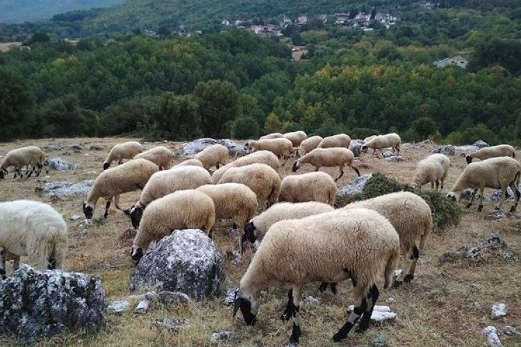 «Εμφάνιση κρουσμάτων ευλογιάς»