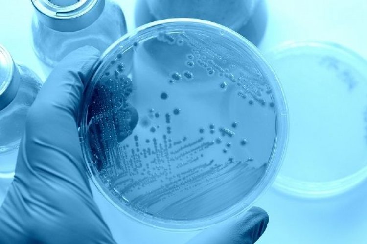 Ανακαλύφθηκαν ιοί που «παράγουν» ινσουλίνη