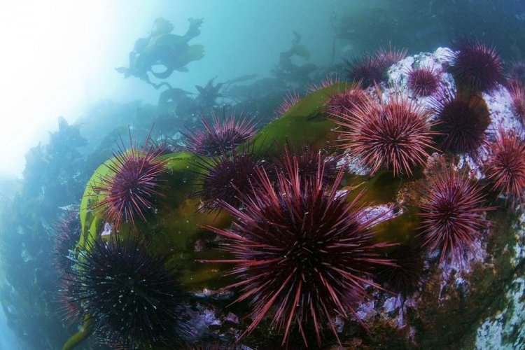 Sea urchins: Αχινός!! Τι να κάνετε αν πατήσετε αχινό στην θάλασσα!!