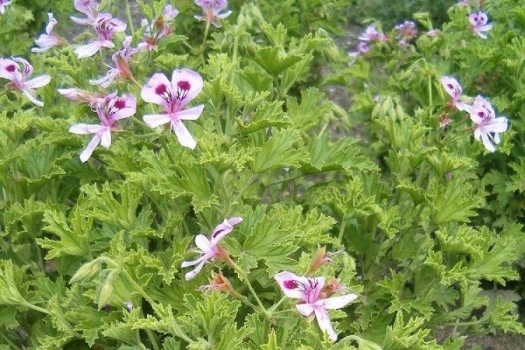 Έντομο-απωθητικό με Αρμπαρόριζα, που το φτιάχνετε μόνοι σας!!