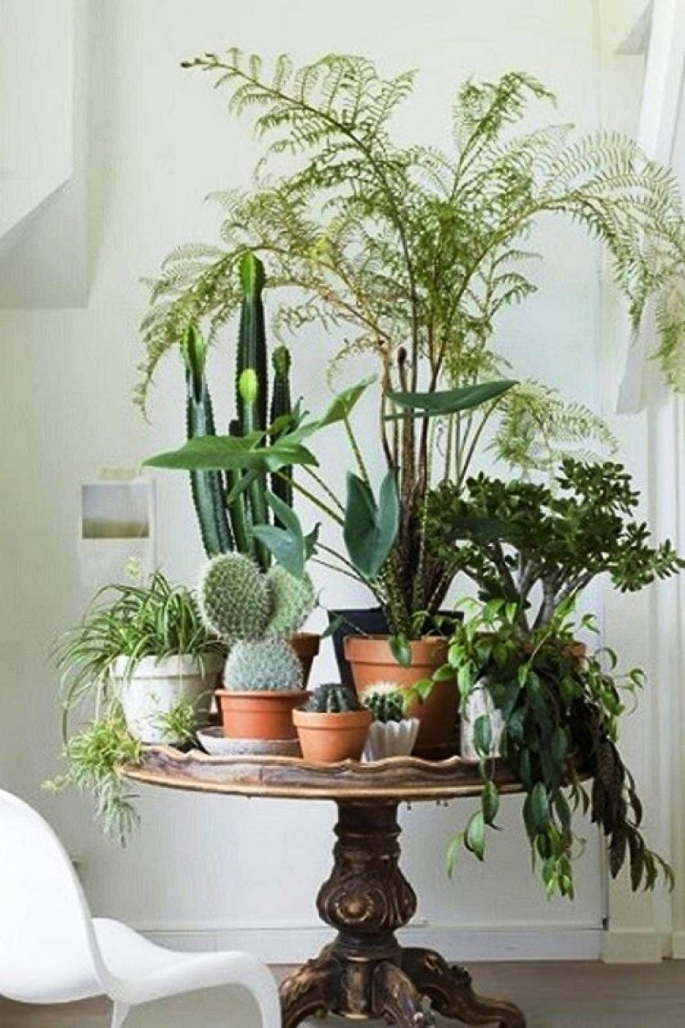 50 Ιδέες με εσωτερικό κήπο, που θεραπεύει την μελαγχολία του χειμώνα!!