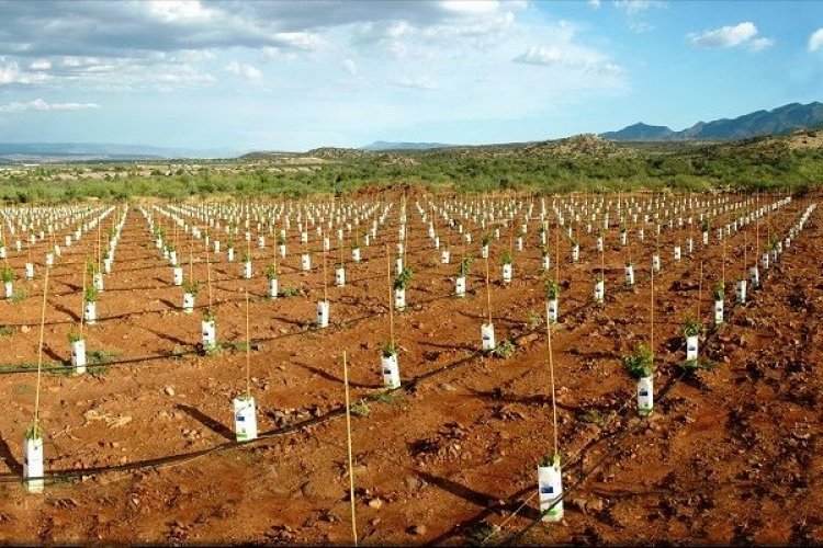 Χορήγηση αδειών για νέες φυτεύσεις οινοποιήσιμων αμπελώνων
