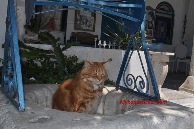 Σημαντικό έργο φροντίδας και περίθαλψης αδέσποτων ζώων από τον Δήμο Μυκόνου