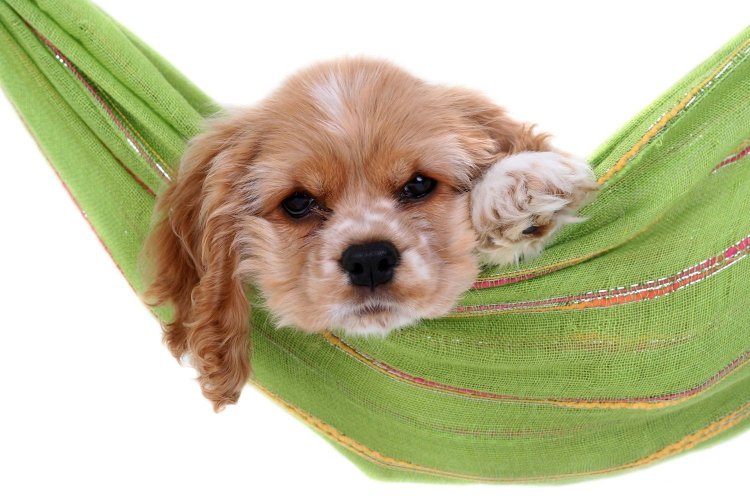 Το εξελικτικό τρικ που χρησιμοποιούν τα σκυλιά για να «χειραγωγούν» τα ανθρώπινα συναισθήματα