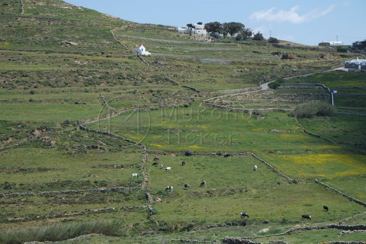ΥΠΕΝ: Παράταση αντιρρήσεων έως 30 Νοεμβρίου κατά αναρτημένων δασικών χαρτών (Ανω Μεράς Μυκόνου)