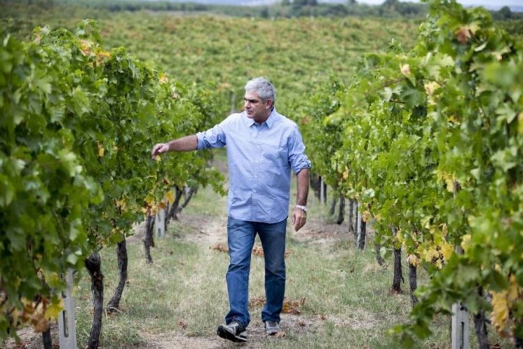 Κρασιά υψηλής απόλαυσης με έντονα ποικιλιακά αρώματα υπόσχεται ο τρύγος του 2019