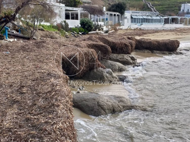 Μαρία Σταυρακοπούλου: Λιβάδια Ποσειδωνίας στη Μύκονο