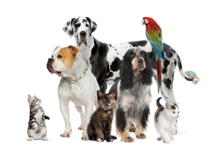 Ηλεκτρονικό “Μητρώο Φιλοζωικών Σωματείων και Ενώσεων”, με σκοπό την καταγραφή τους, σε μία ενιαία ανοικτή βάση [Έγγραφο]