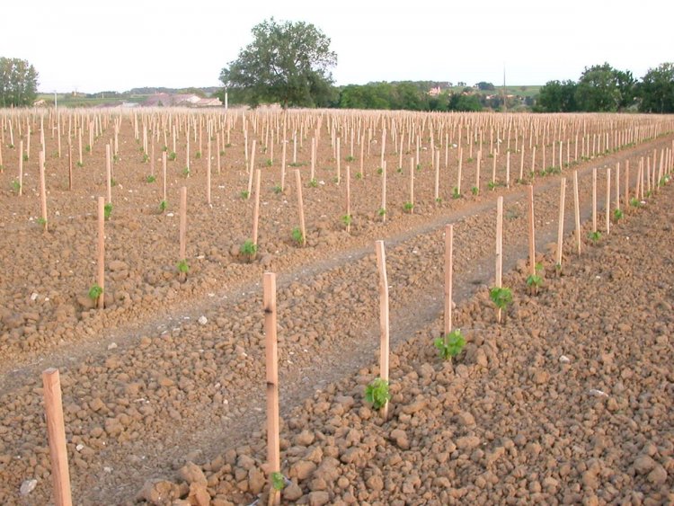 Aegean Islands : Χορήγηση αδειών για νέες φυτεύσεις οινοποιήσιμων αμπελώνων