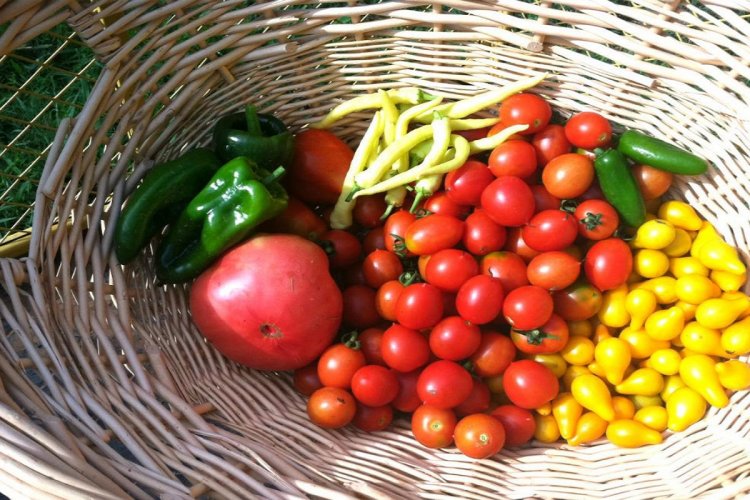 Health: Ο ΕΦΕΤ δημιούργησε το εγχειρίδιο «Τρώγοντας με ασφάλεια στο σπίτι»!! Τα πέντε «κλειδιά» ορθής υγιεινής πρακτικής και ασφάλειας τροφίμων!! [Έγγραφο]