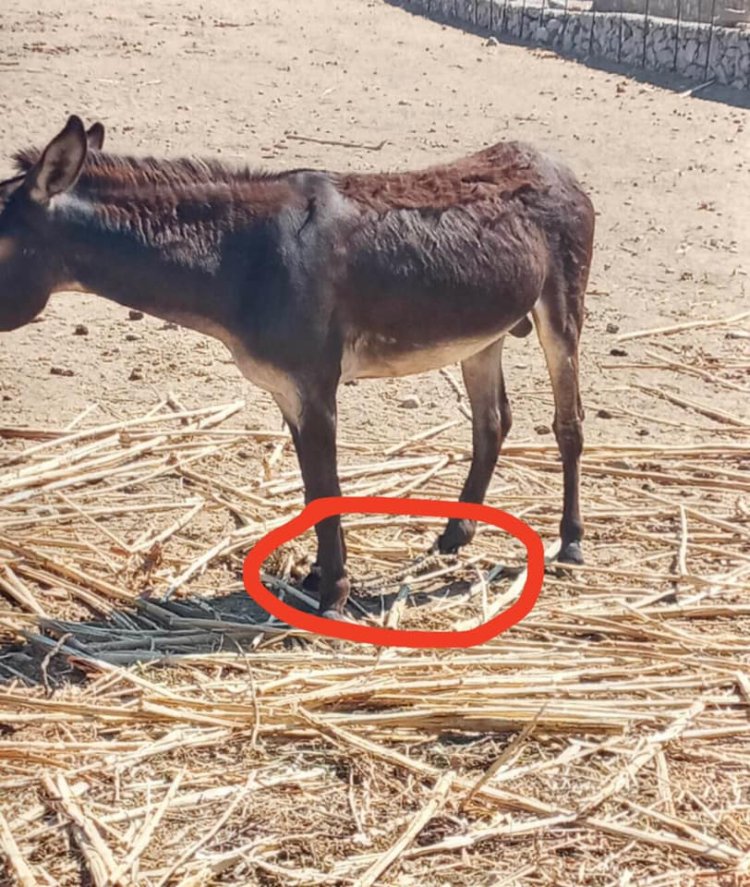 Επιστολή προς Αστυνομικό Τμήμα Μυκόνου και Εισαγγελία: Έλεγχος για κακοποίηση γαϊδουριού στη Μύκονο