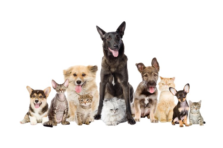 Stray Animals: 18 εκατομμύρια επιπλέον χρηματοδότηση στους Δήμους με για τα Αδέσποτα [Έγγραφο]