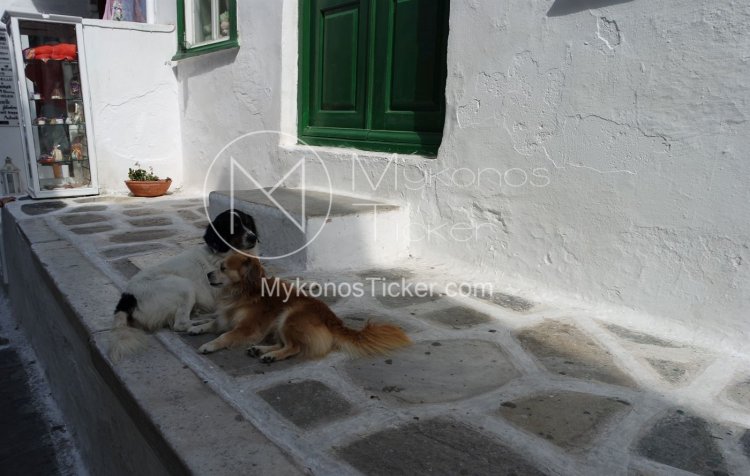 Animal Care and Control: Οι 10 άξονες του νομοσχεδίου για τα ζώα συντροφιάς και τα αδέσποτα