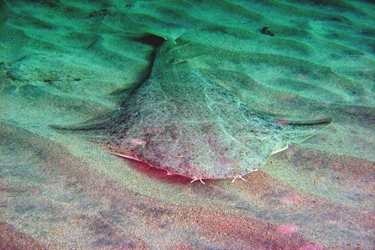 Angelsharks: Τα νερά του Νοτίου Αιγαίου «επιλέγουν» οι αγγελοκαρχαρίες