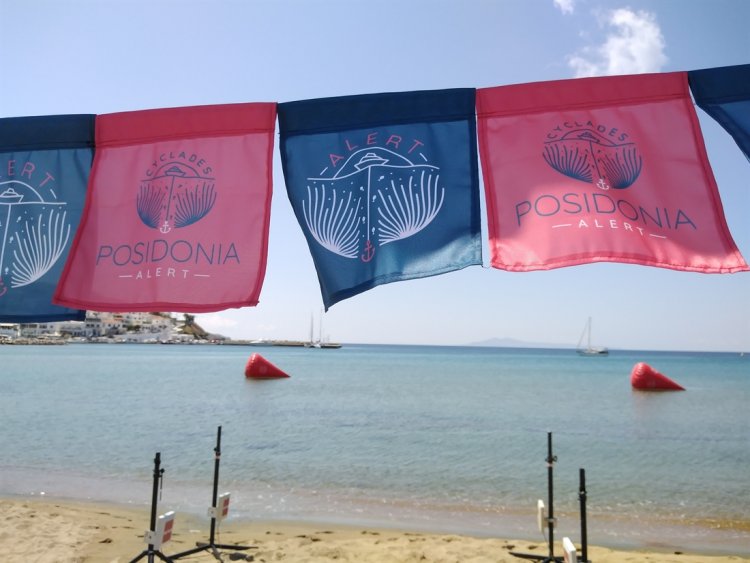 Cyclades Posidonia Alert: Λιβάδια Ποσειδωνίας στις Κυκλάδες: προσοχή στην αγκυροβολία