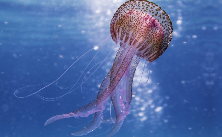 Purple Jellyfish: Τι πρέπει να κάνετε σε περίπτωση που έρθετε σε επαφή με Μωβ Μέδουσες!!