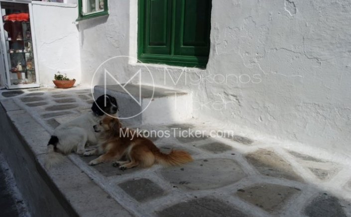 Digital Pet Platform: Έρχεται ψηφιακή πλατφόρμα για τα ζώα συντροφιάς