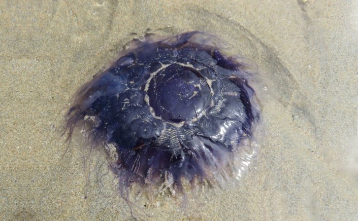 Rhizostoma pulmo: Μετά τις μωβ μέδουσες έρχονται οι... γαλάζιες!! Φτάνουν στις Ελληνικές ακτές - Τι εκτιμούν οι ειδικοί!!