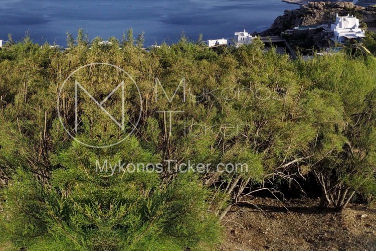 Forest Maps: Μπαράζ ενστάσεων στους δασικούς χάρτες, των Κυκλάδων!! Η υψηλή αξία της γης φαίνεται να είναι το κίνητρο!!