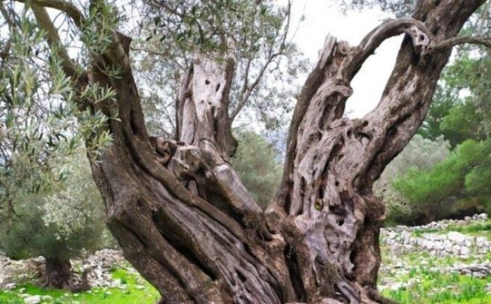 Centuries Old Olive Trees:  Χαρτογράφηση των υπεραιωνόβιων δέντρων στα νησιά της Δωδεκανήσου