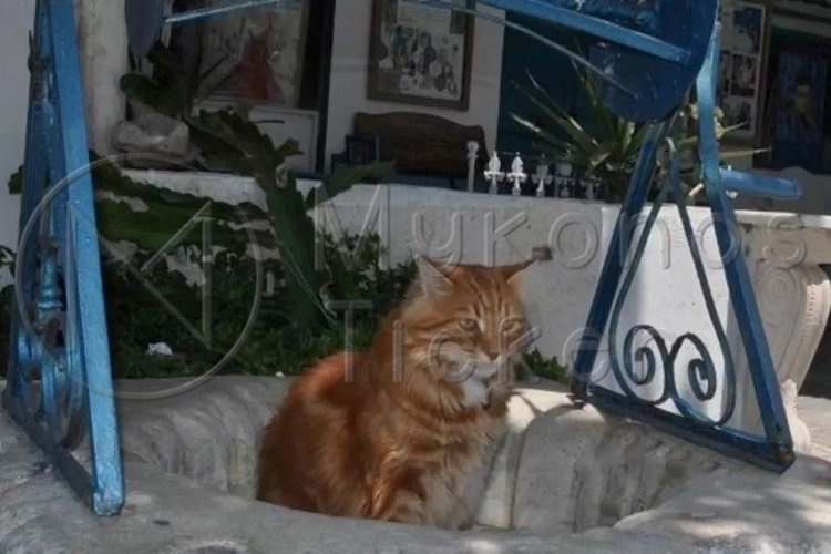 Stray Animals: Με ΚΥΑ καθορίζονται οι όροι χρηματοδότησης των Δήμων, για τη διαχείριση αδέσποτων ζώων συντροφιάς [Έγγραφο]