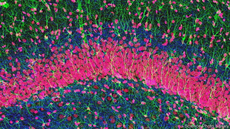 Brain Cells: Οι νευρώνες δεν είναι τα μόνα εγκεφαλικά κύτταρα που σκέφτονται