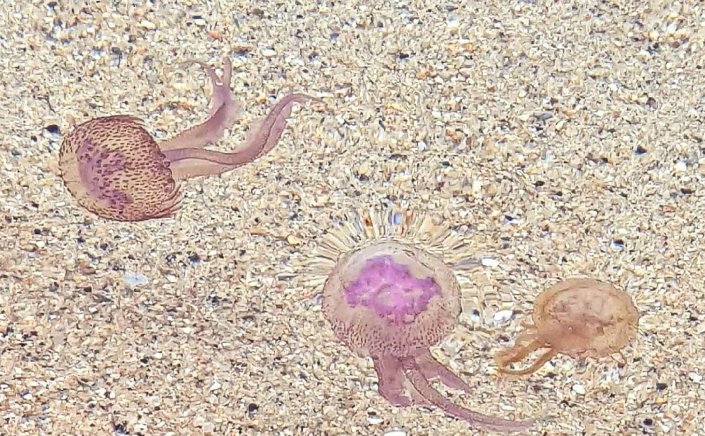 Purple jellyfish: Μωβ μέδουσες!! Σε ποιες παραλίες έχουν κάνει ήδη την εμφάνισή τους [Live χάρτης]