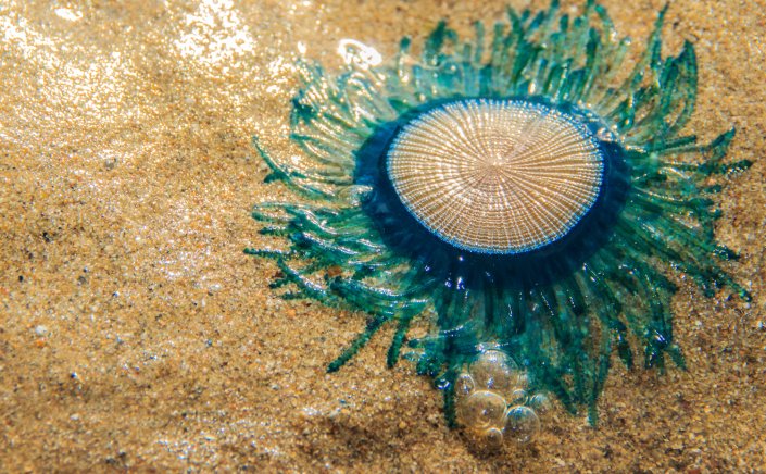 Blue jellyfish: Σε έξαρση οι μπλε μέδουσες!! Πόσο επικίνδυνες είναι για τον άνθρωπο!!