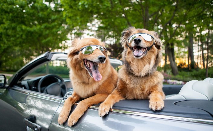 Travel safely with your pet: Πώς μεταφέρω σωστά σκύλο σε αυτοκίνητο;