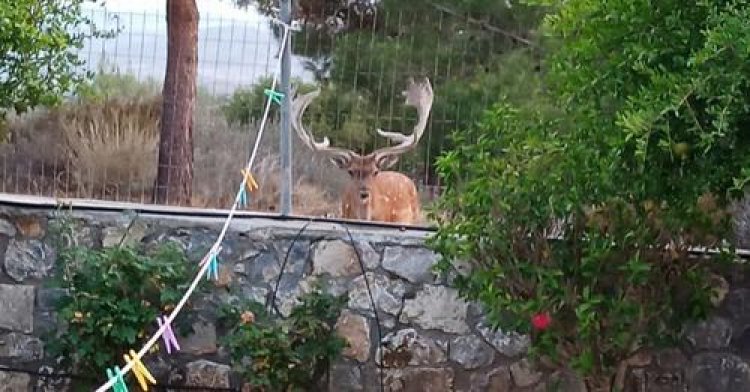 Restoration after Wildfire: Το ελάφι και οι πεταλούδες της Ρόδου χρειάζονται τον άνθρωπο για να επιβιώσουν την επόμενη μέρα