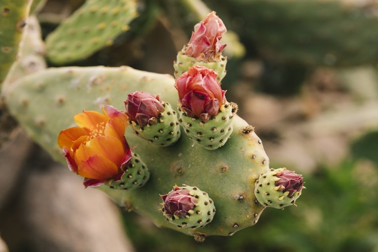 Fig prickly pear: Κι όμως, αυτό το ιδιαίτερο φρούτο, μειώνει τον πόνο στις αρθρώσεις & ρίχνει τη χοληστερίνη χωρίς φάρμακα!!