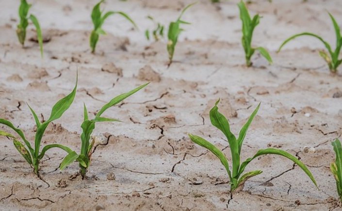 Drought-Tolerant Crops - Πανεπιστήμιο Θεσσαλίας: Αυτές είναι οι καλλιέργειες που δεν απαιτούν πολύ νερό