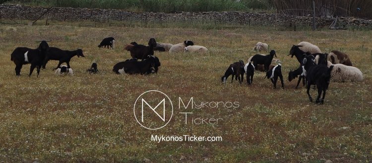 Livestock and climate change: Η κτηνοτροφία παράγει το 12% των ανθρώπινων αερίων του θερμοκηπίου