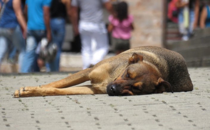 World Stray Animal Day: Τι θα γίνει στα σχολεία την Πέμπτη 4 Απριλίου; [Εγκύκλιος]