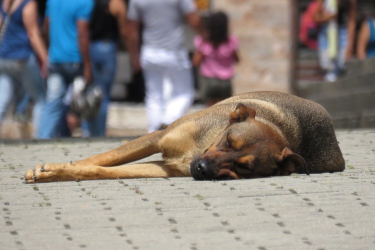 World Stray Animal Day: Τι θα γίνει στα σχολεία την Πέμπτη 4 Απριλίου; [Εγκύκλιος]