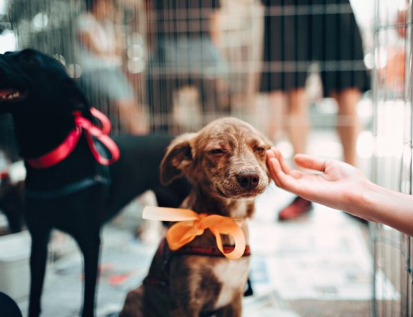 World Stray Animal Day: Παγκόσμια Ημέρα Αδέσποτων Ζώων ή αλλιώς «μέρα προβληματισμού» - Το μεγάλο «αγκάθι», η ρίζα του προβλήματος και αυτοί που σηκώνουν το βάρος