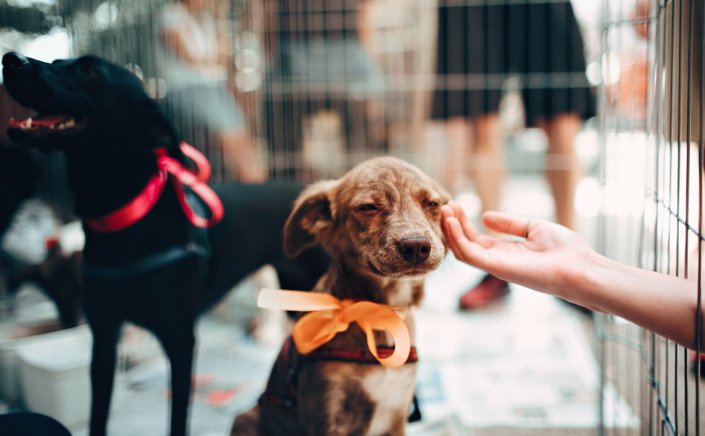 World Stray Animal Day: Παγκόσμια Ημέρα Αδέσποτων Ζώων ή αλλιώς «μέρα προβληματισμού» - Το μεγάλο «αγκάθι», η ρίζα του προβλήματος και αυτοί που σηκώνουν το βάρος