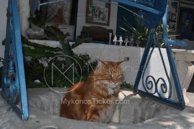 Stray Animals: Ενίσχυση 5.000 ευρώ στον Δήμο Μυκόνου, για υλοποίηση δράσεων διαχείρισης αδέσποτων ζώων συντροφιάς [Έγγραφο]