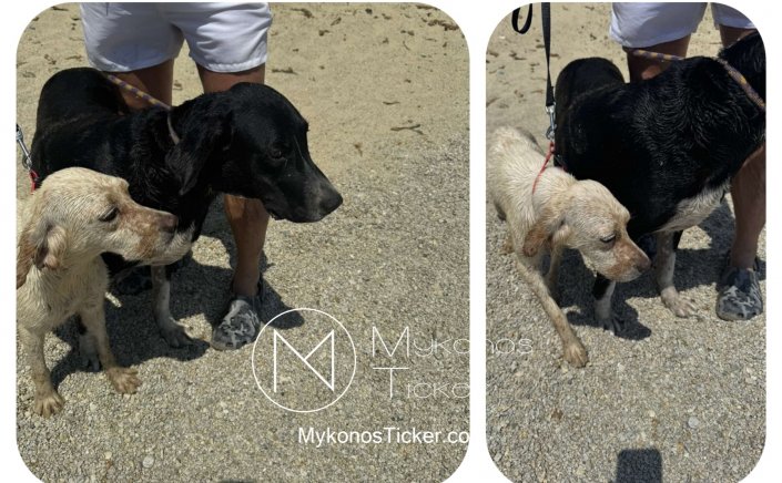 Mykonos Coast Quard: Επιχείρηση διάσωσης δύο σκύλων από τον Λιμενάρχη Μυκόνου στην παραλία Καλό Λιβάδι